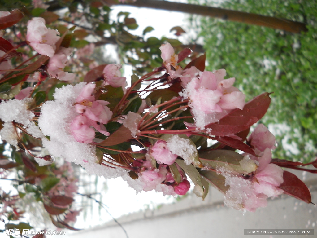 雪 樱花