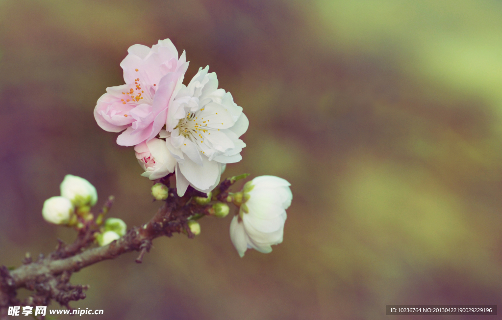 杜鹃花
