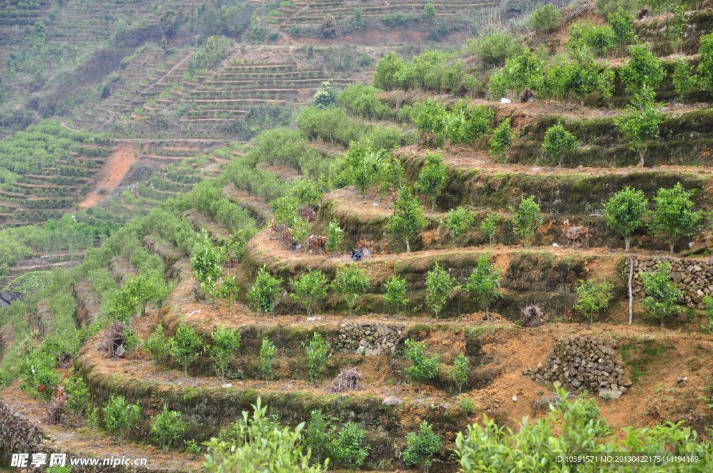 凤凰高山茶