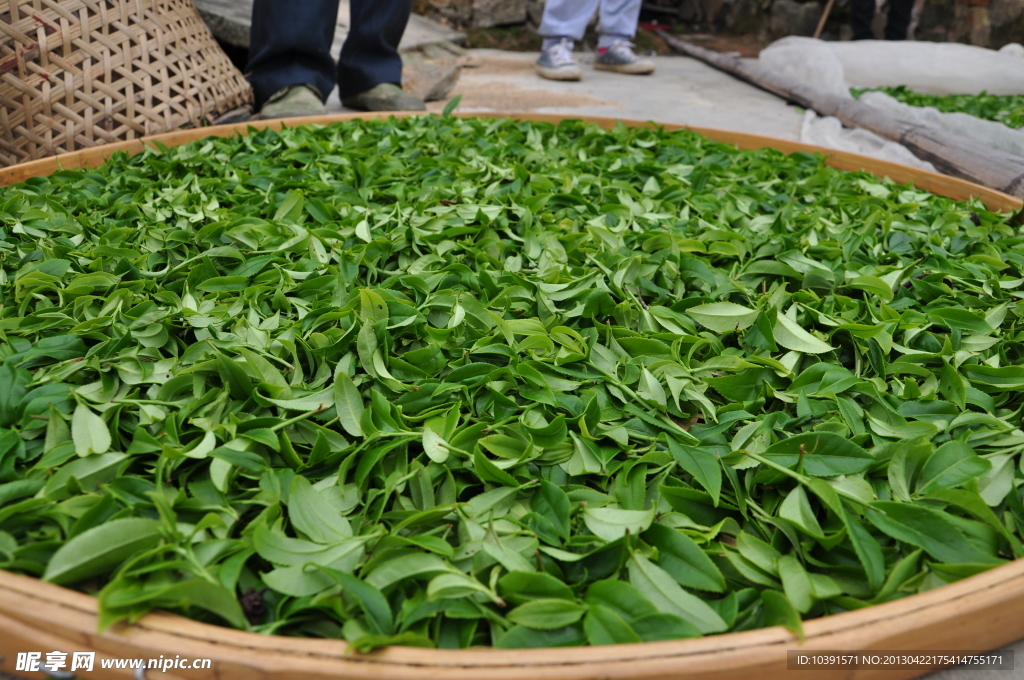 凤凰茶晒茶