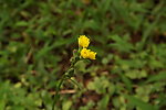 黄花