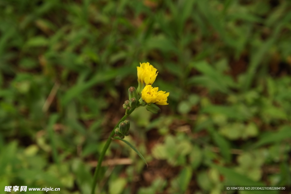 黄花
