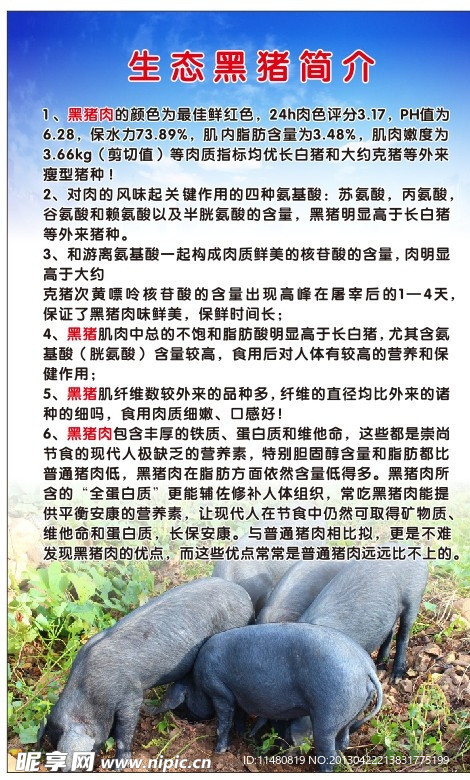 黑猪