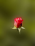 月季花