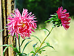地瓜花
