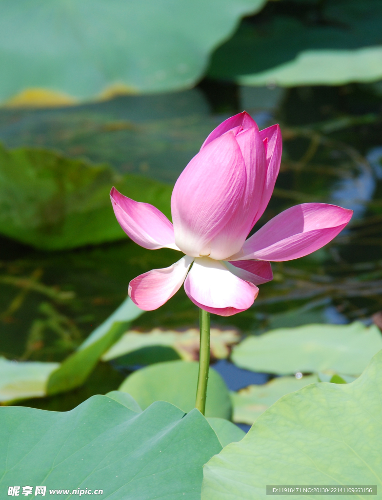 圆明园拍荷花