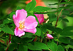 野玫瑰花