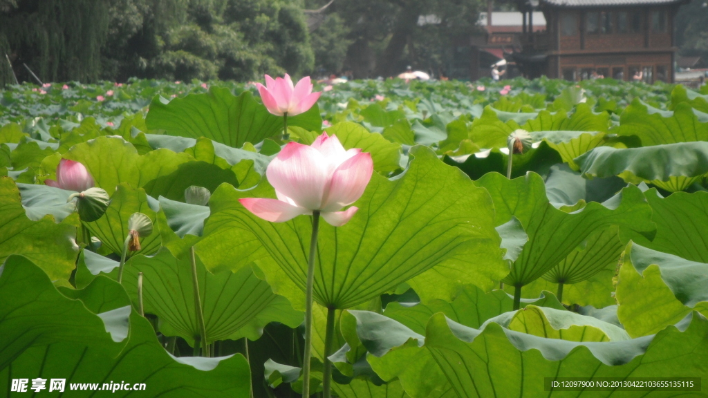 夏日荷花