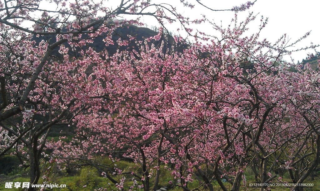 桃花