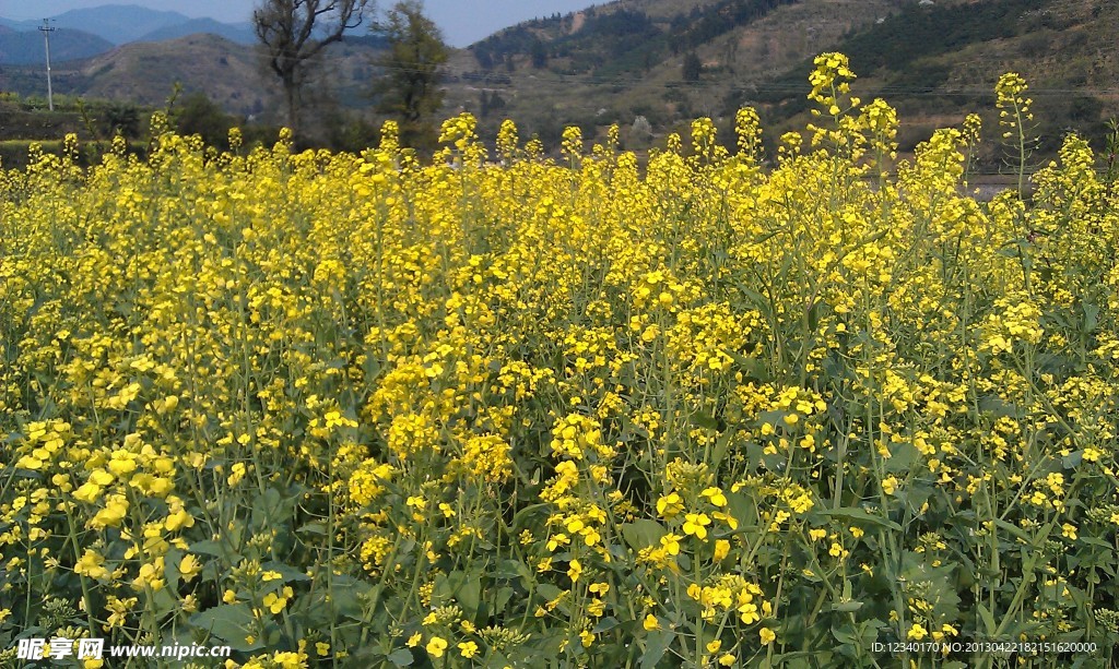 一片油菜花