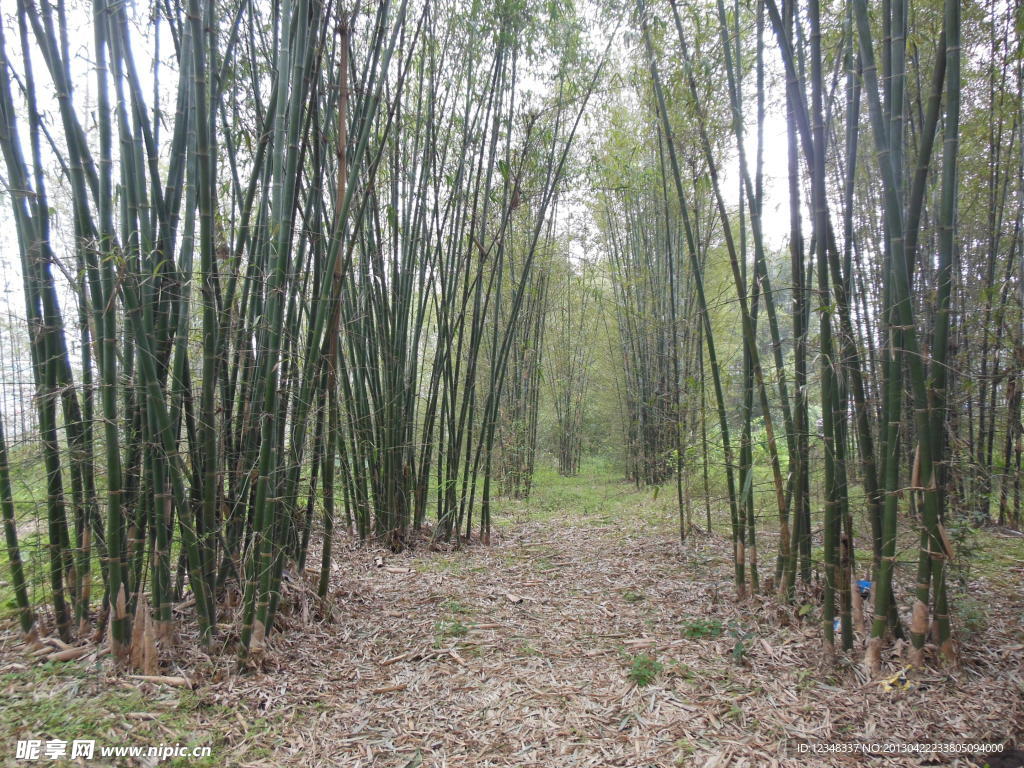 竹林叶海