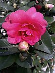 茶花