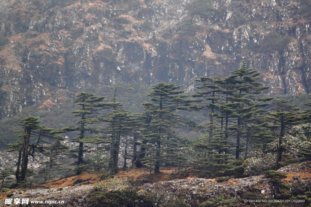 高山松树