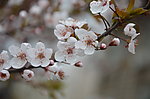 紫叶李树花