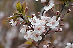 紫叶李树花