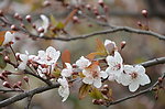 紫叶李树花