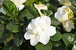 栀子花