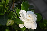 栀子花