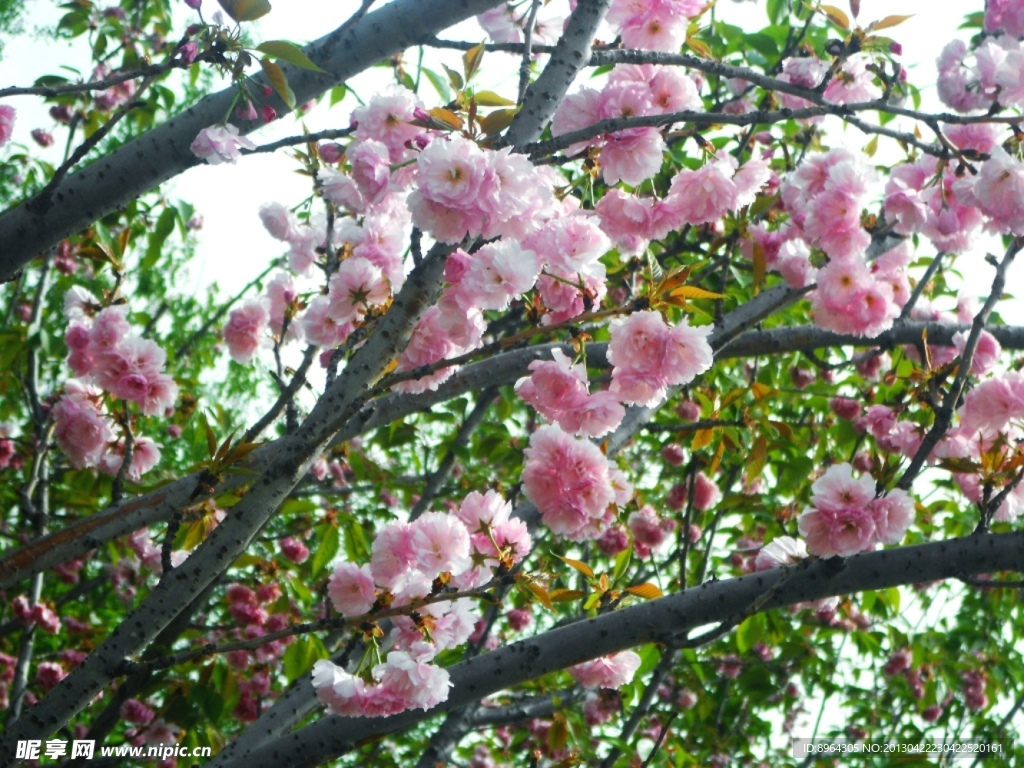 樱花