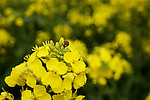 油菜花