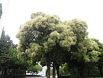 苦槠