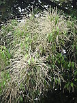 苦槠