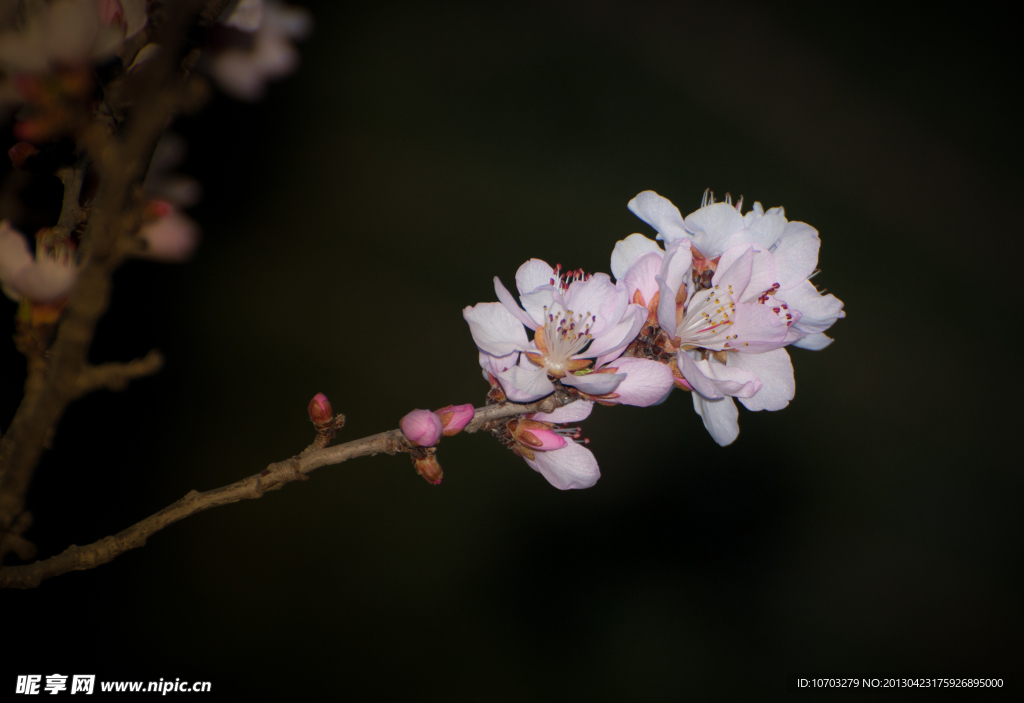 桃花