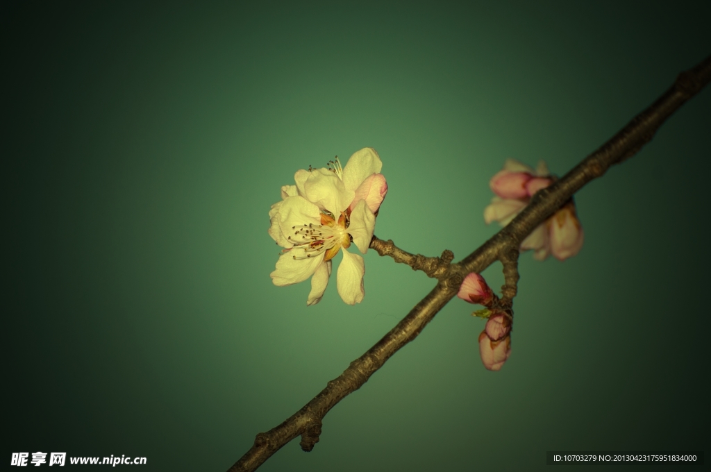 桃花