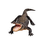 鳄鱼