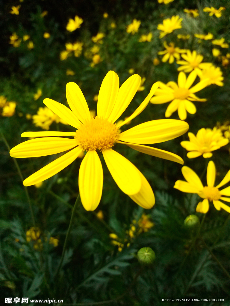 黄色小菊花