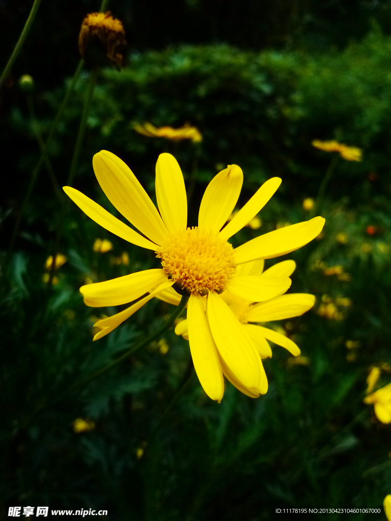 黄色小菊花