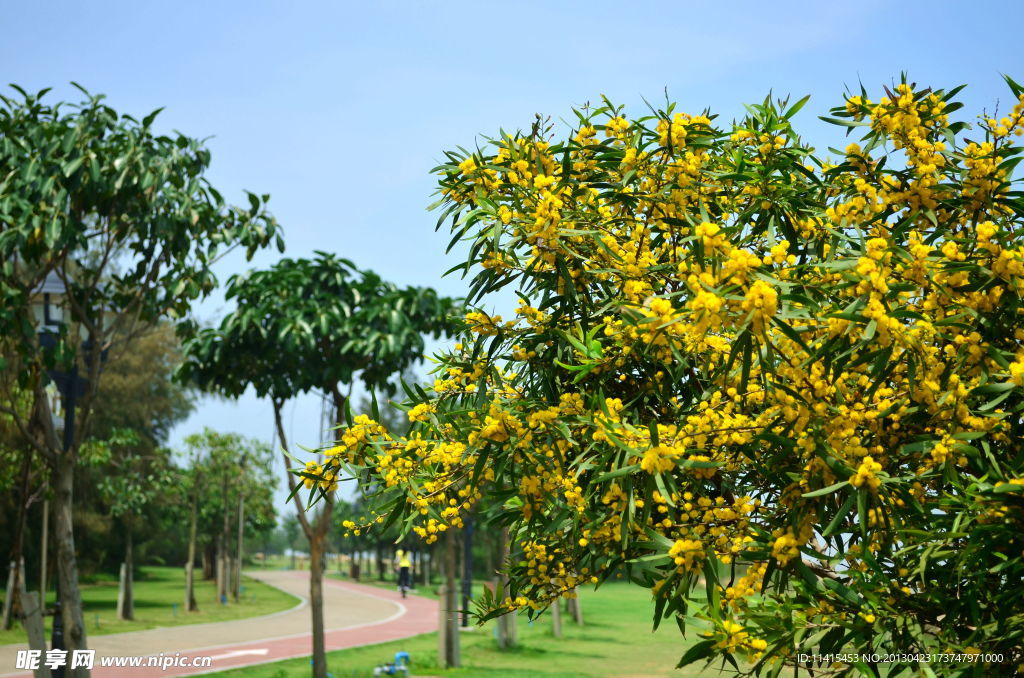 黄金花