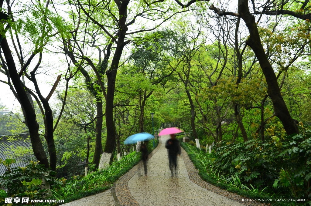 春雨