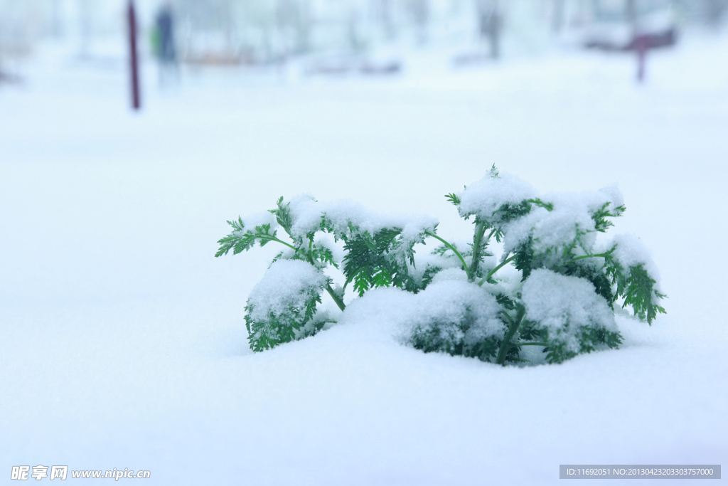 四月雪