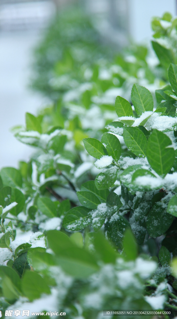 四月雪