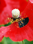大烟花