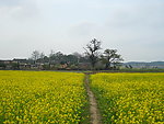 花间小路