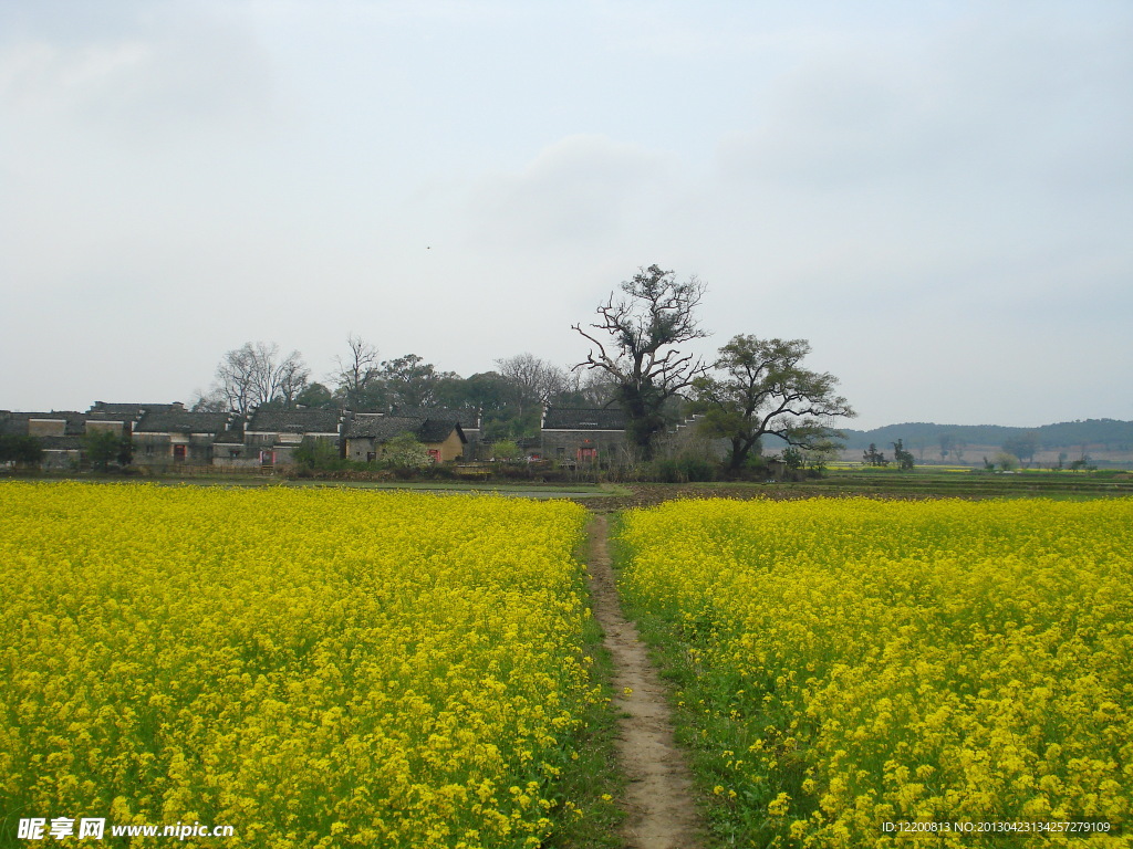 花间小路