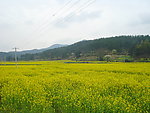 乡村油菜
