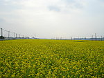 油菜花开