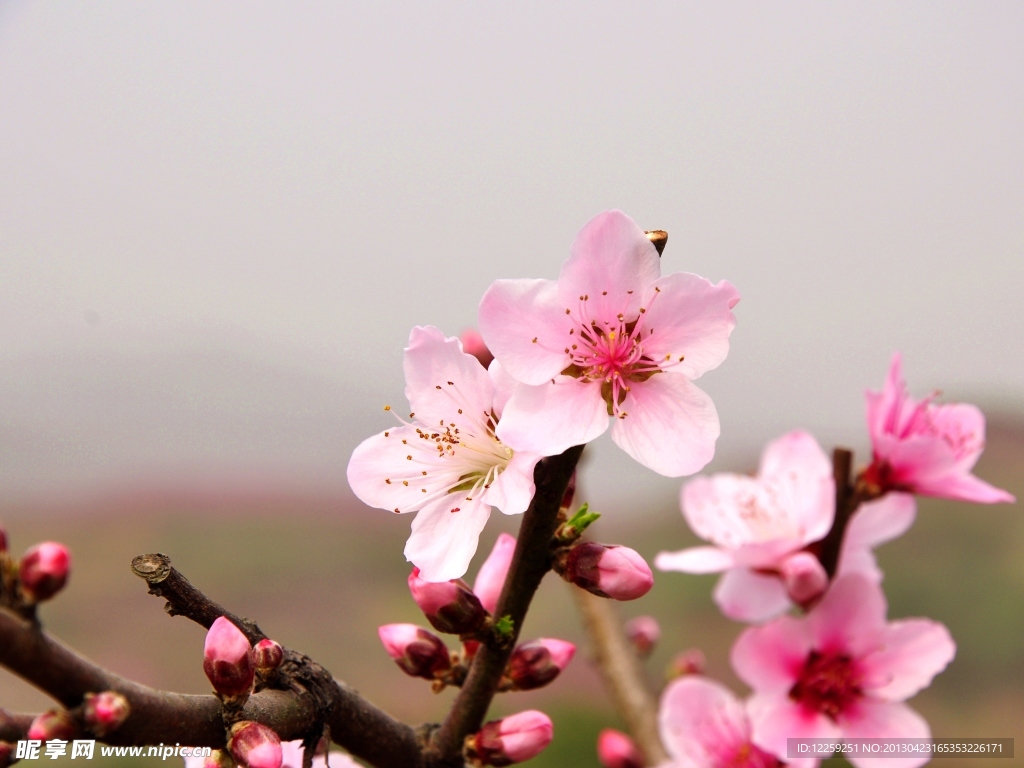 桃花