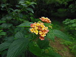 三色莓