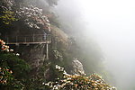 烟雨杜鹃山