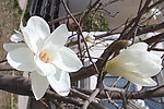 白色玉兰花