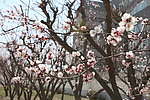 李子树花