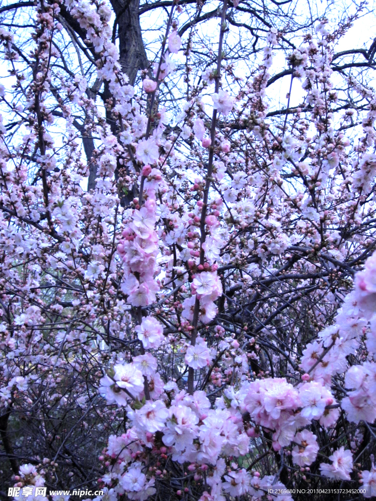 桃花