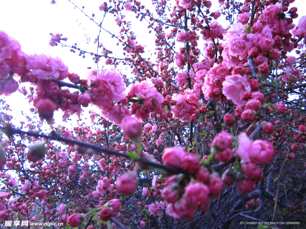 花林