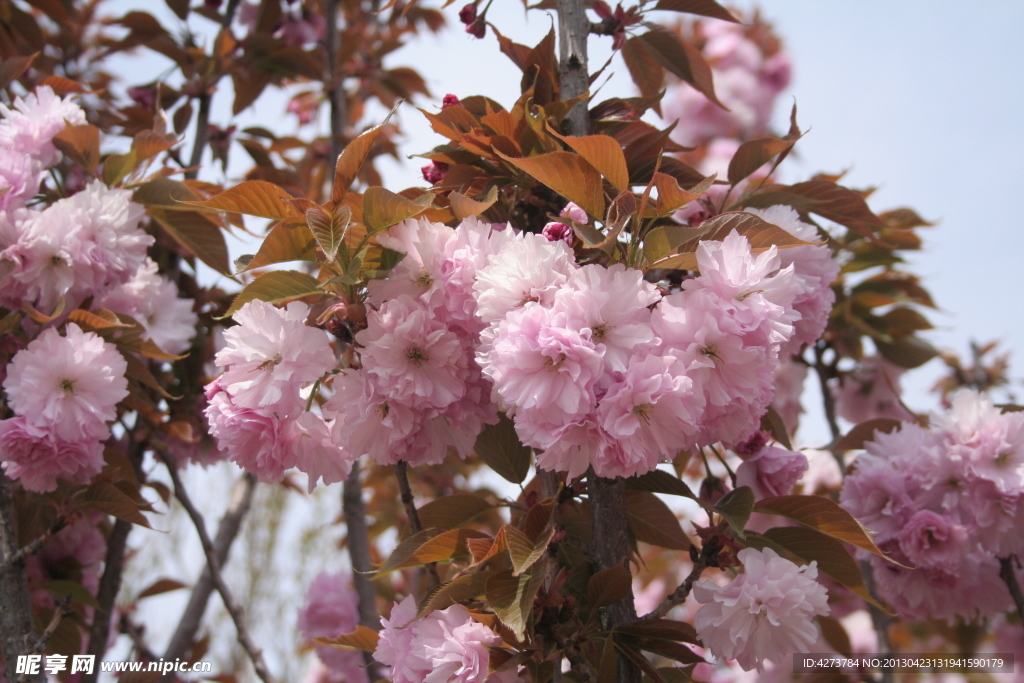 樱花