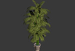 植物模型