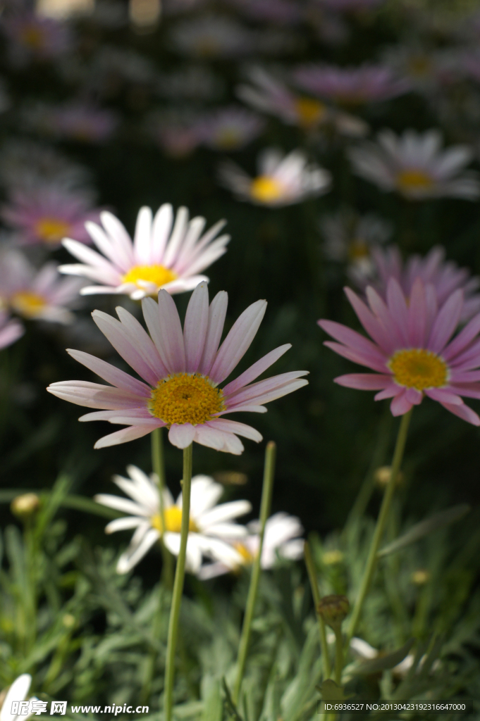 雏菊